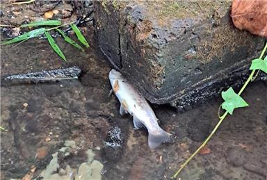 Dead trout floating in the stream - Fuel Leak in Bramley village centre